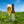 Meizoentje Lentebier